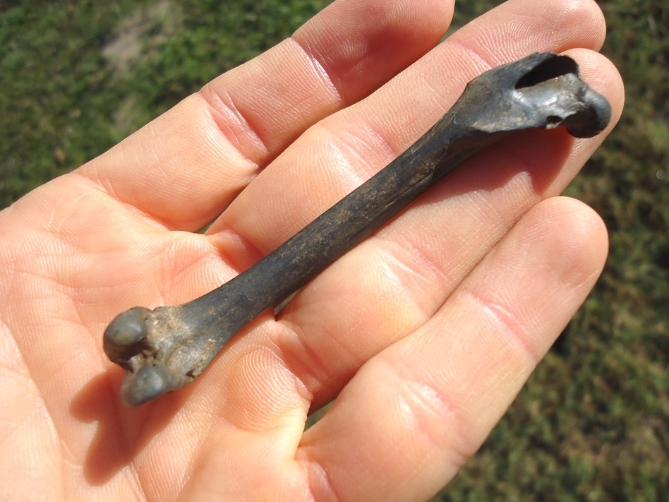 Large image 1 Nice Cottontail Rabbit Femur