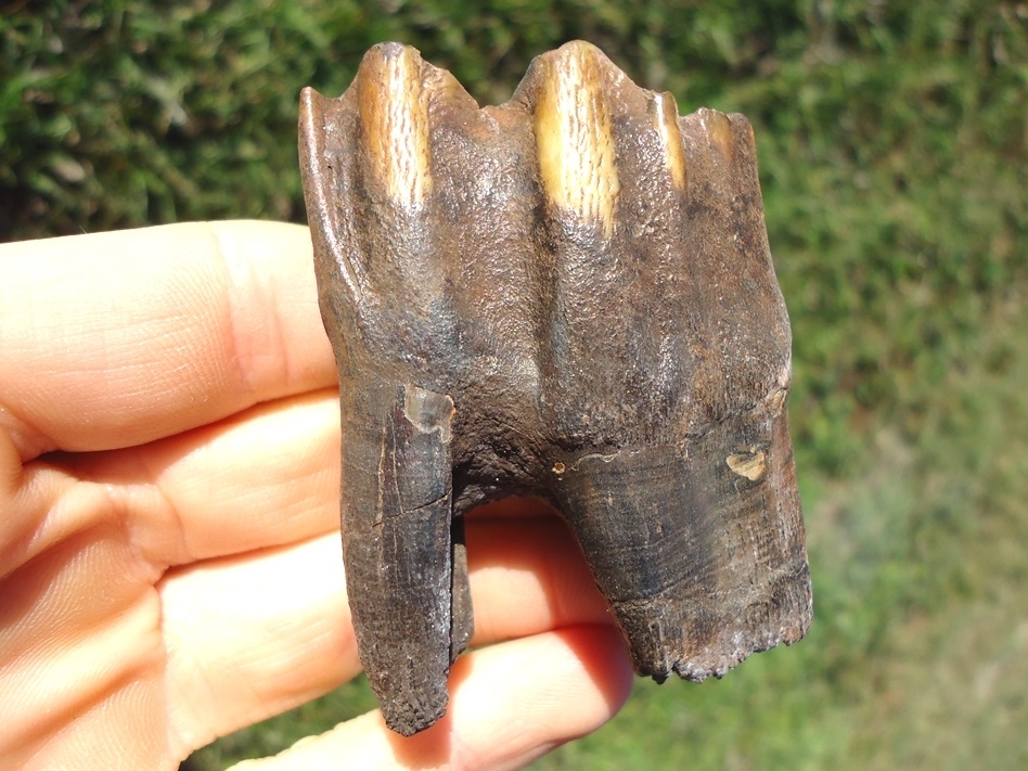 Large image 1 Exceptional Fully Rooted Bison Molar