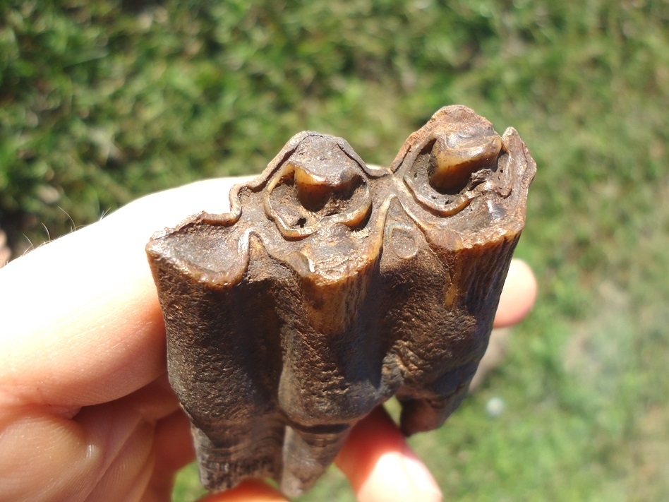 Large image 2 Exceptional Fully Rooted Bison Molar