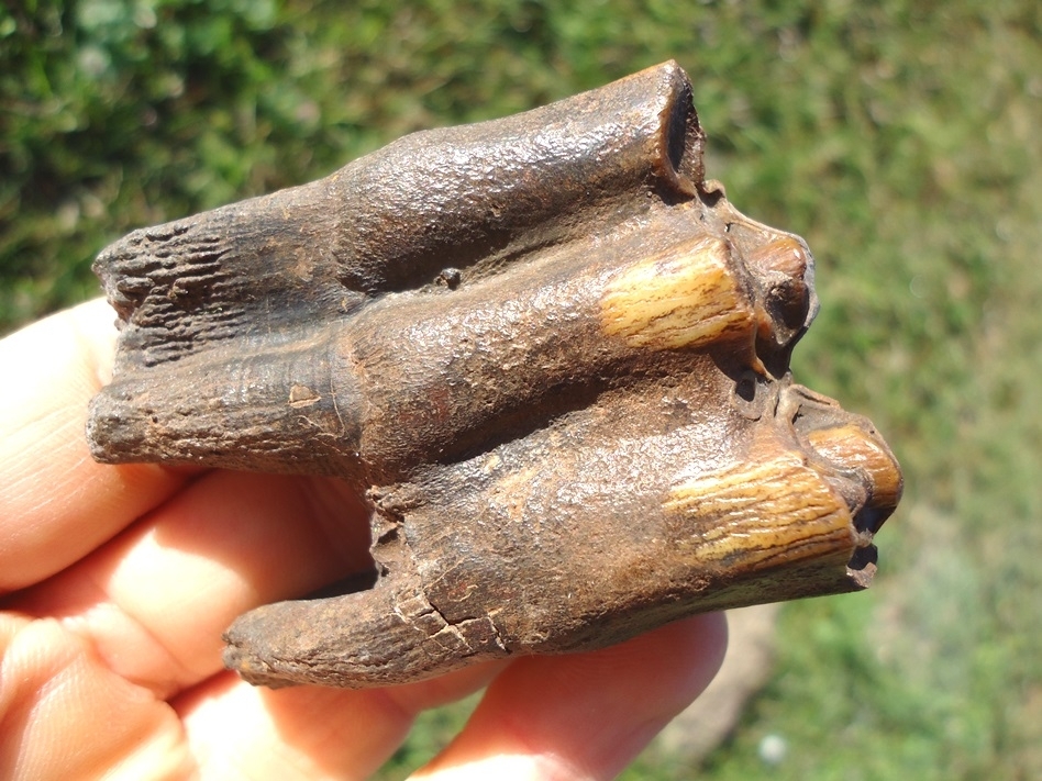 Large image 3 Exceptional Fully Rooted Bison Molar