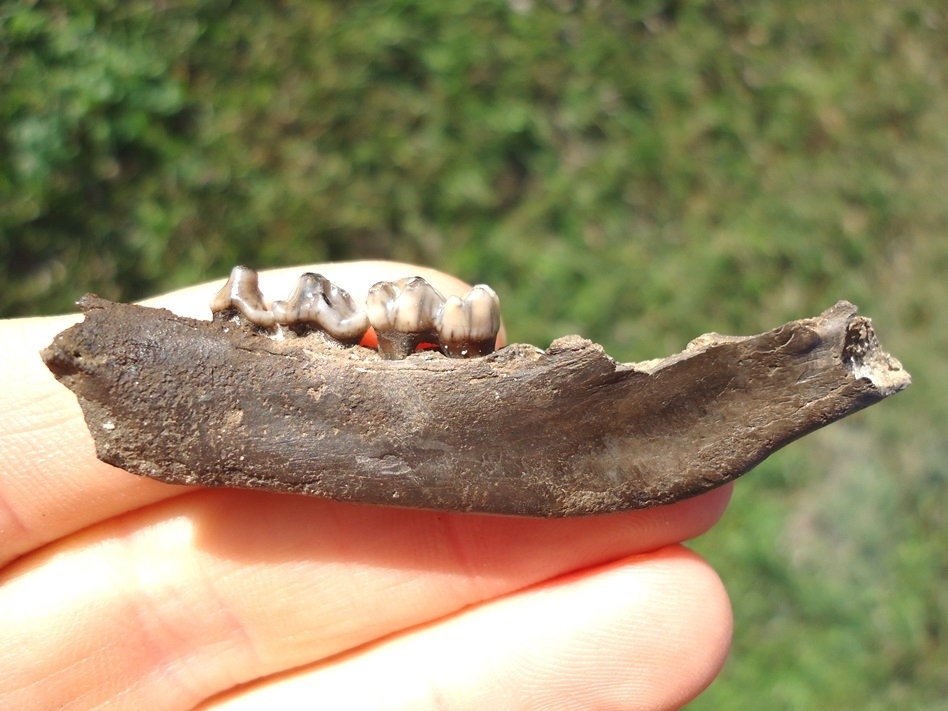 Large image 1 Nice Raccoon Mandible with Three Teeth