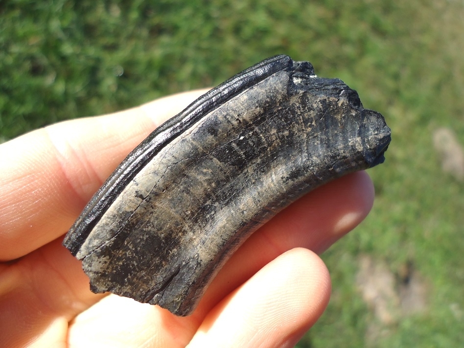 Large image 2 Nice Section of Giant Beaver Incisor