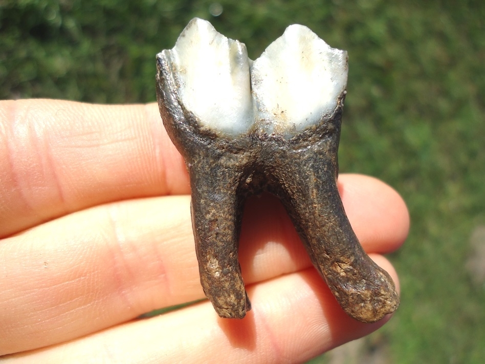 Large image 1 Top Quality Fully Rooted Camel Molar