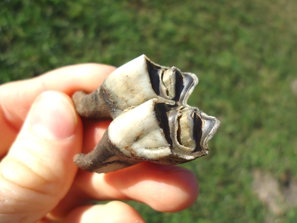 Large image 3 Top Quality Fully Rooted Camel Molar