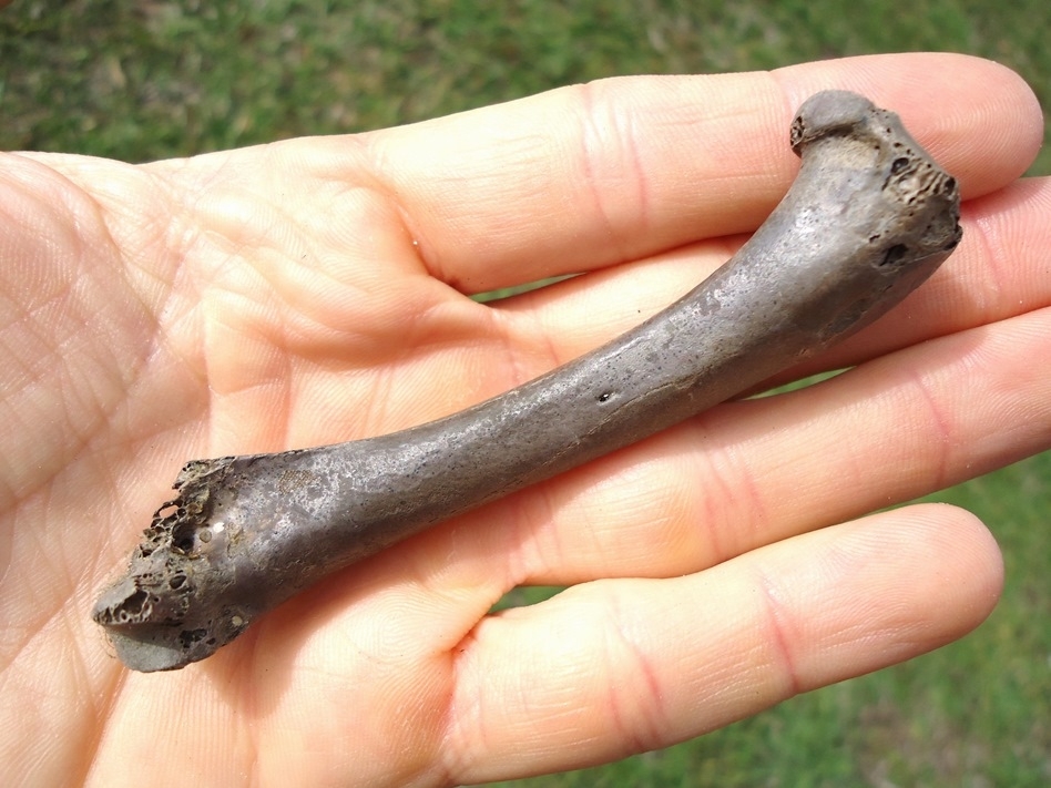 Large image 2 Uncommon Canada Goose Femur