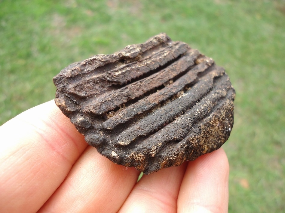 Large image 1 Nice Section of Eocene Sting Ray Pavement Teeth