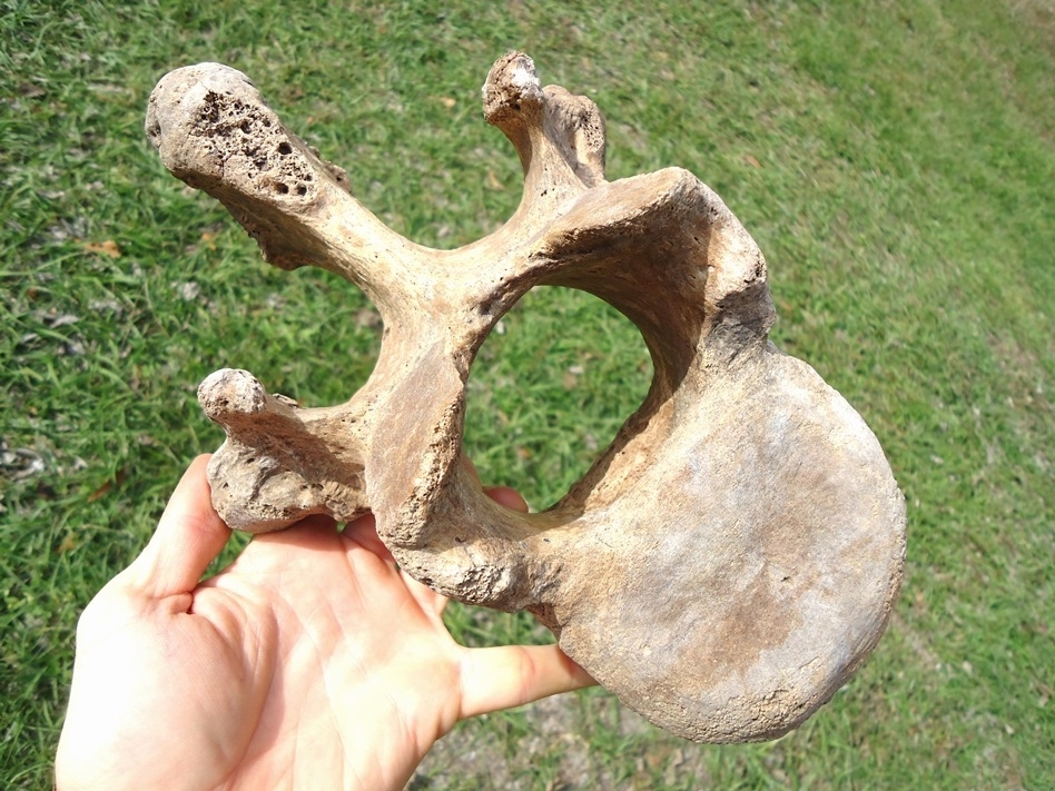 Large image 1 Beyond Rare Giant Ground Sloth Thoracic Vertebra