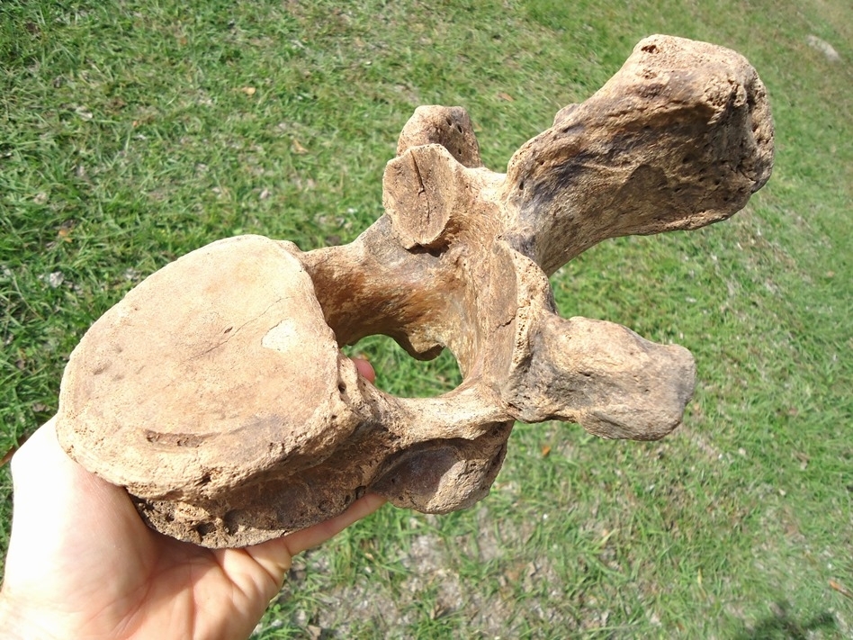 Large image 3 Beyond Rare Giant Ground Sloth Thoracic Vertebra