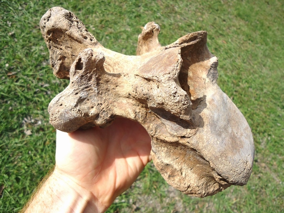 Large image 4 Beyond Rare Giant Ground Sloth Thoracic Vertebra