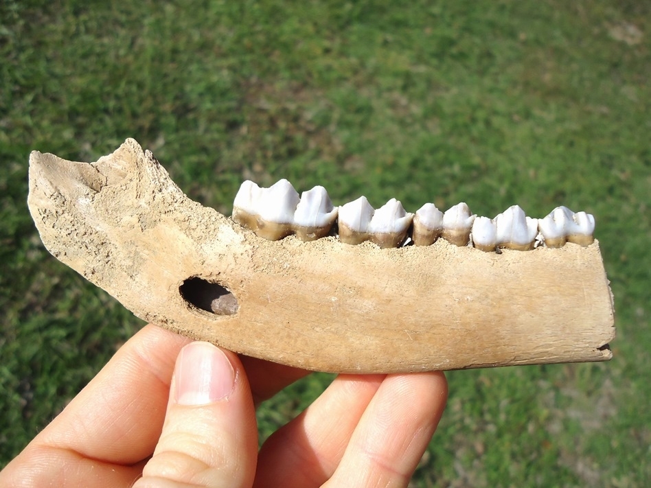 Large image 1 Excellent Deer Mandible with Five Teeth