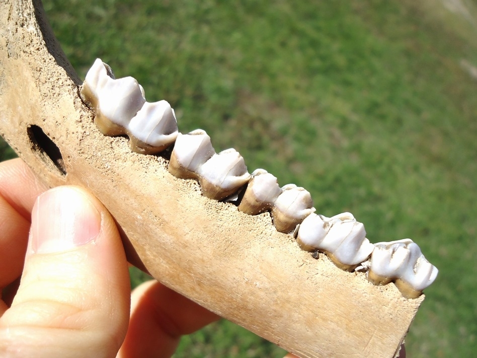 Large image 3 Excellent Deer Mandible with Five Teeth