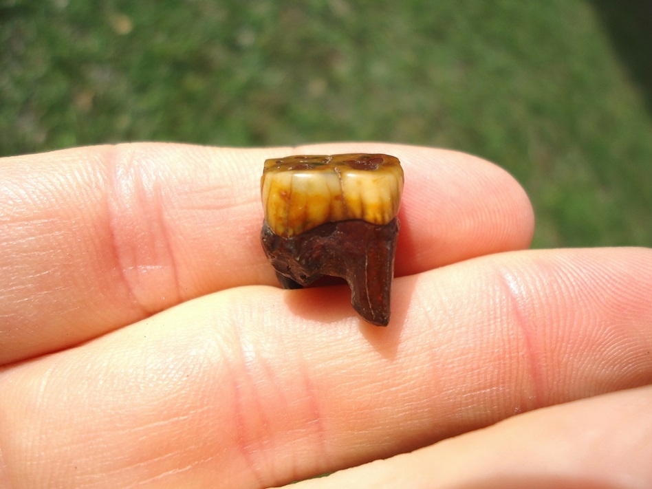 Large image 1 Stunning Orange Rooted Peccary Molar