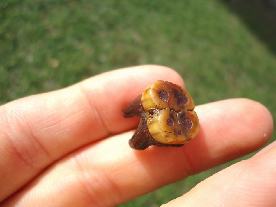 Large image 3 Stunning Orange Rooted Peccary Molar