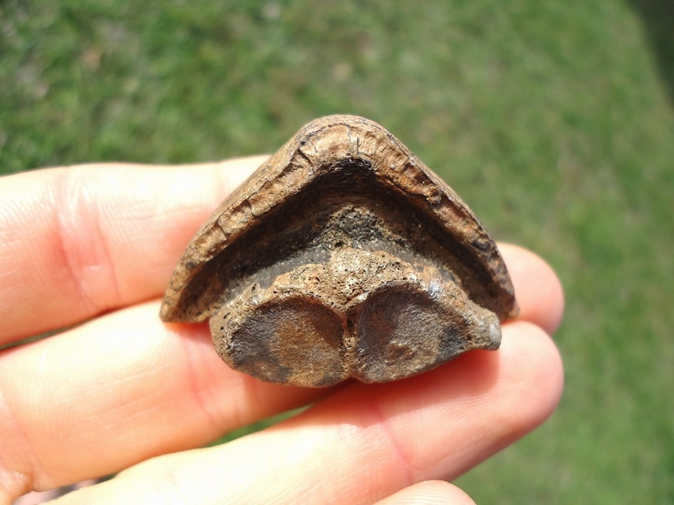 Large image 1 Eocene Porcupine Fish Mouth Plates