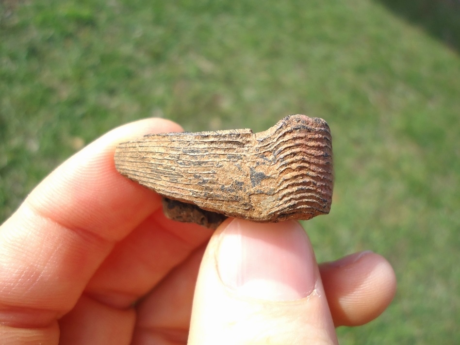 Large image 2 Eocene Porcupine Fish Mouth Plates