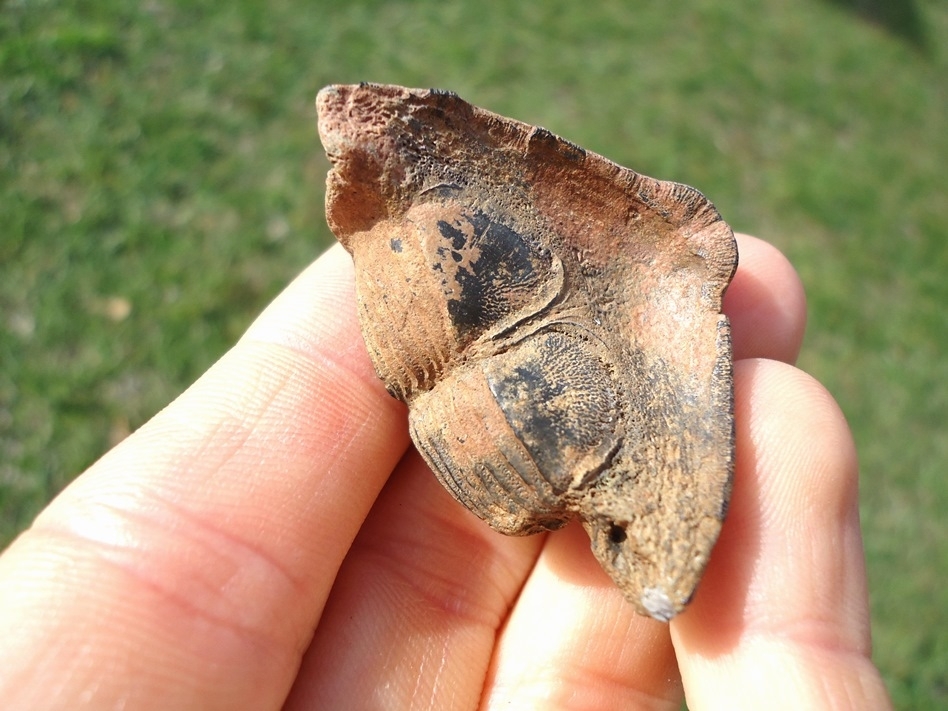 Large image 3 Eocene Porcupine Fish Mouth Plates