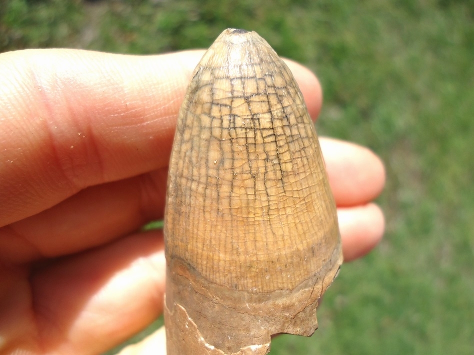 Large image 4 Record Size 2.18' Alligator Tooth