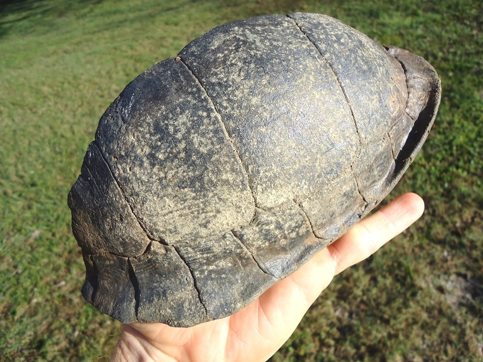 Large image 1 Very Rare Large Section Extinct Giant Box Turtle Shell