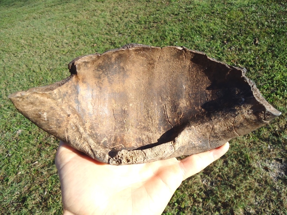 Large image 2 Very Rare Large Section Extinct Giant Box Turtle Shell