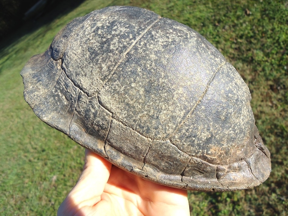 Large image 4 Very Rare Large Section Extinct Giant Box Turtle Shell