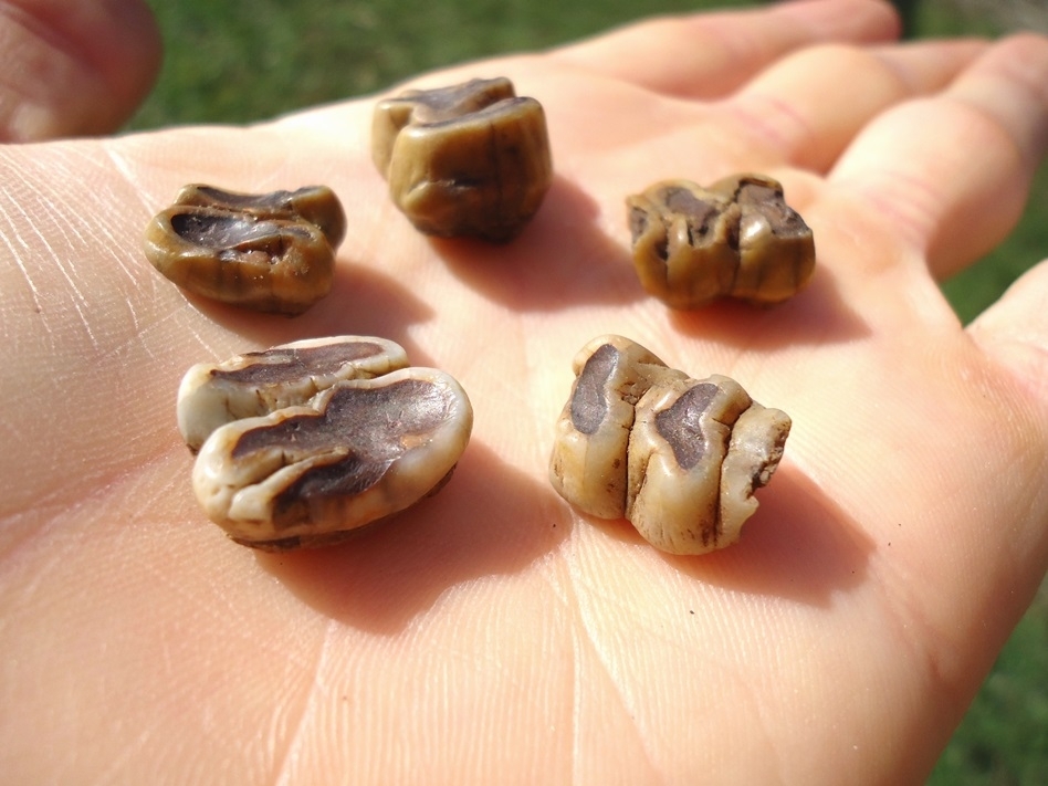 Large image 1 Five Colorful Manatee Teeth