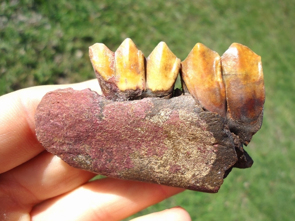 Large image 1 Exceptional Llama Mandible with Two Vibrant Orange Teeth