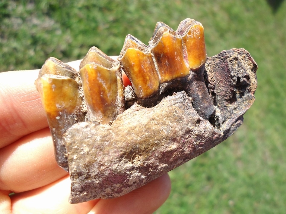 Large image 3 Exceptional Llama Mandible with Two Vibrant Orange Teeth