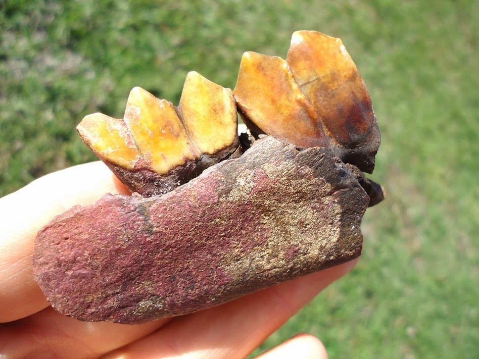 Large image 4 Exceptional Llama Mandible with Two Vibrant Orange Teeth