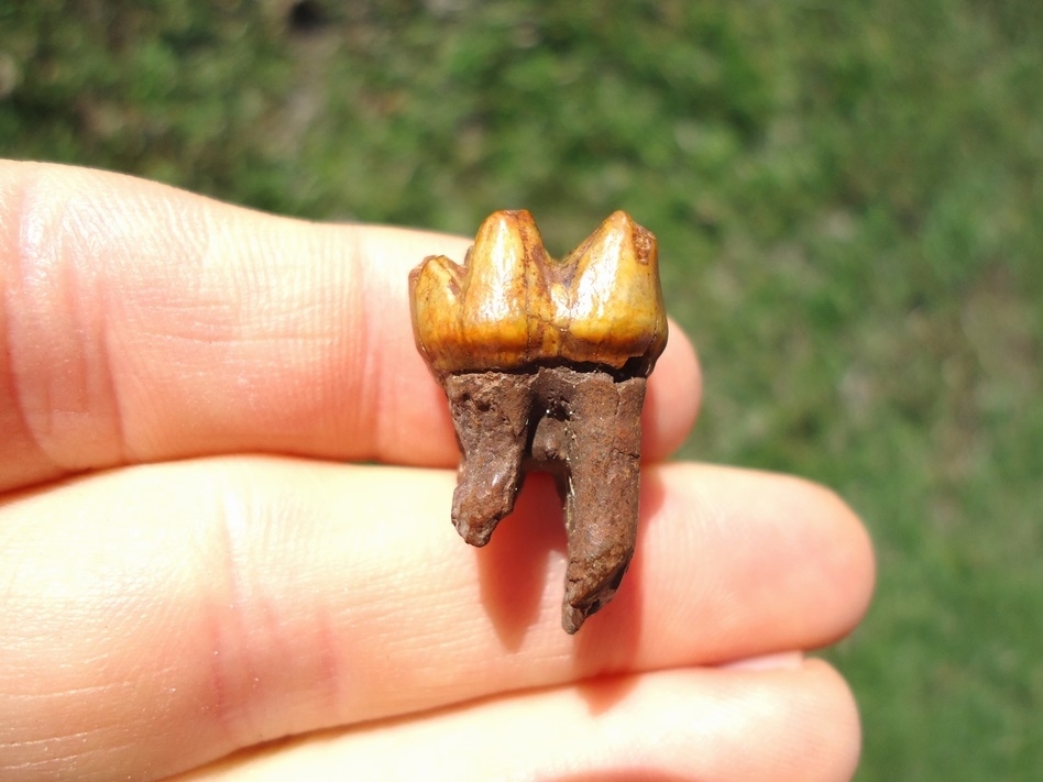 Large image 1 Stunning Orange Rooted Manatee Tooth