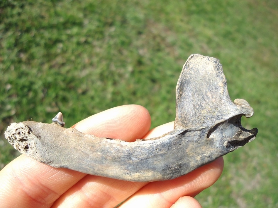 Large image 1 Raccoon Mandible with Premolar Intact