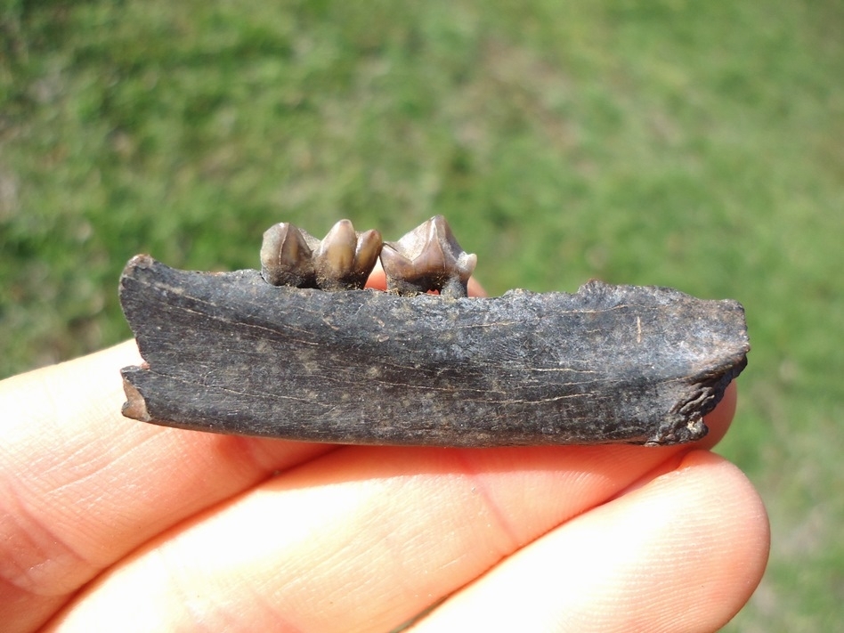 Large image 1 Raccoon Mandible with Two Flawless Teeth