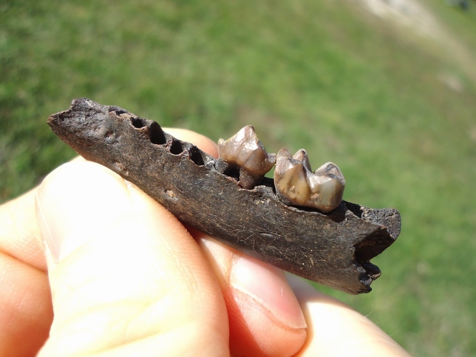 Large image 2 Raccoon Mandible with Two Flawless Teeth