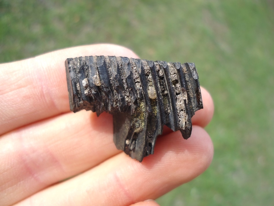 Large image 1 Nice Capybara Molar