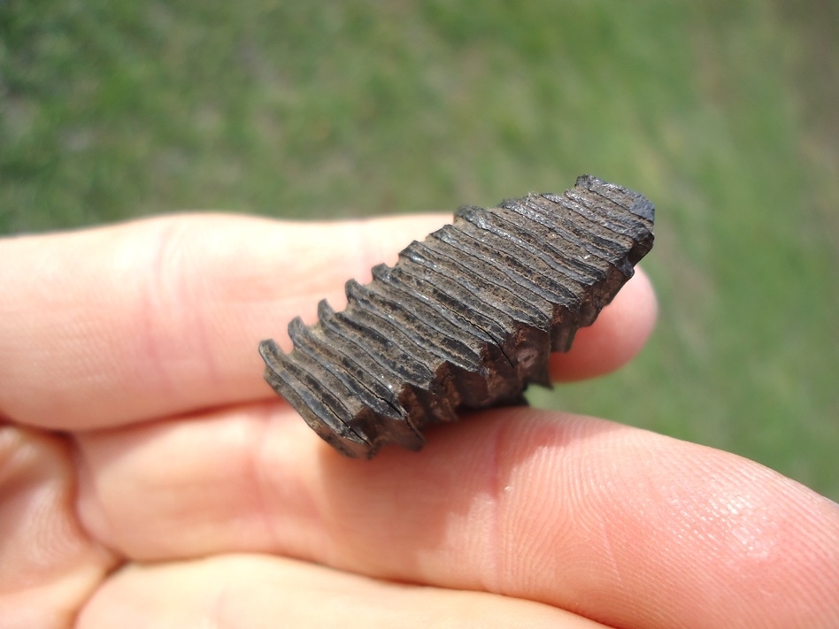 Large image 2 Nice Capybara Molar