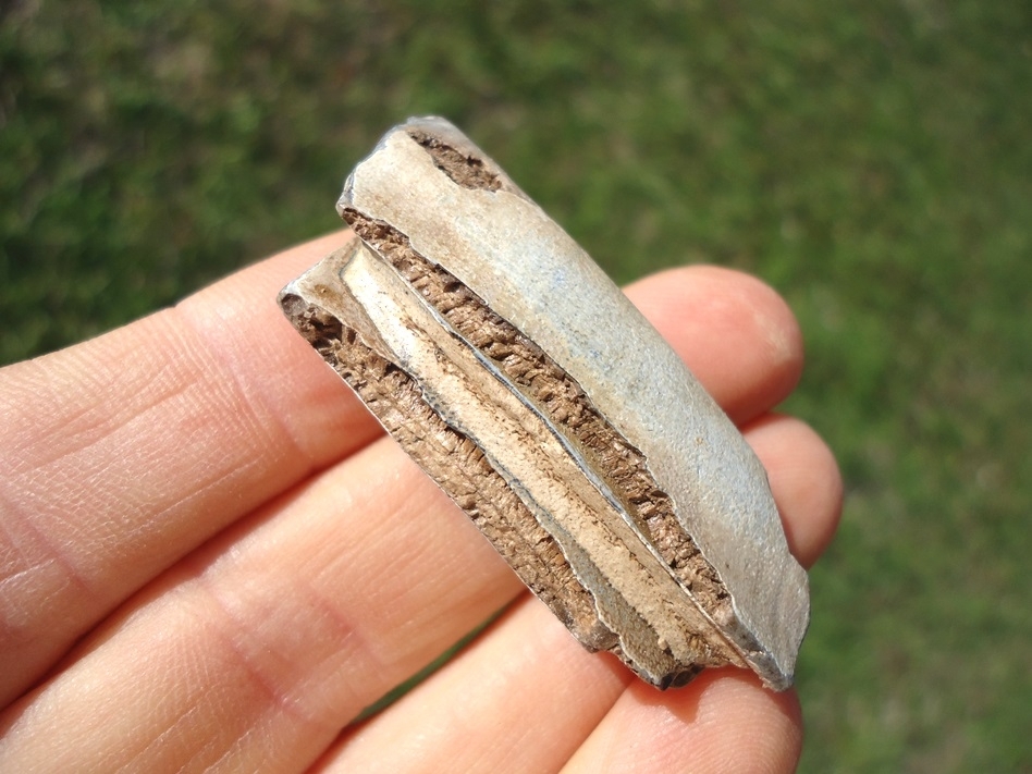 Large image 1 Nice Capybara Tooth