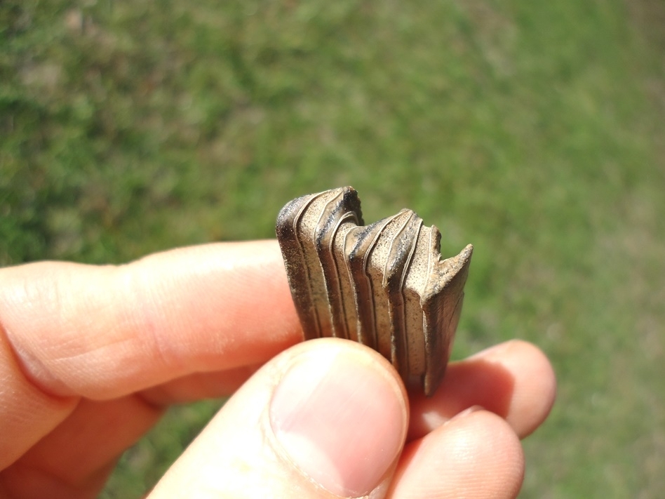 Large image 2 Nice Capybara Tooth