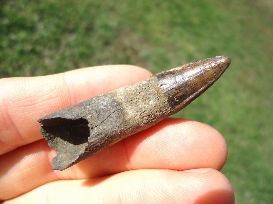 Large image 1 Excellent Fully Rooted Alligator Tooth
