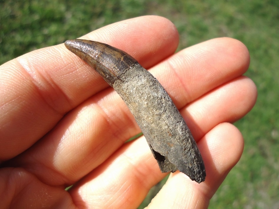 Large image 2 Excellent Fully Rooted Alligator Tooth