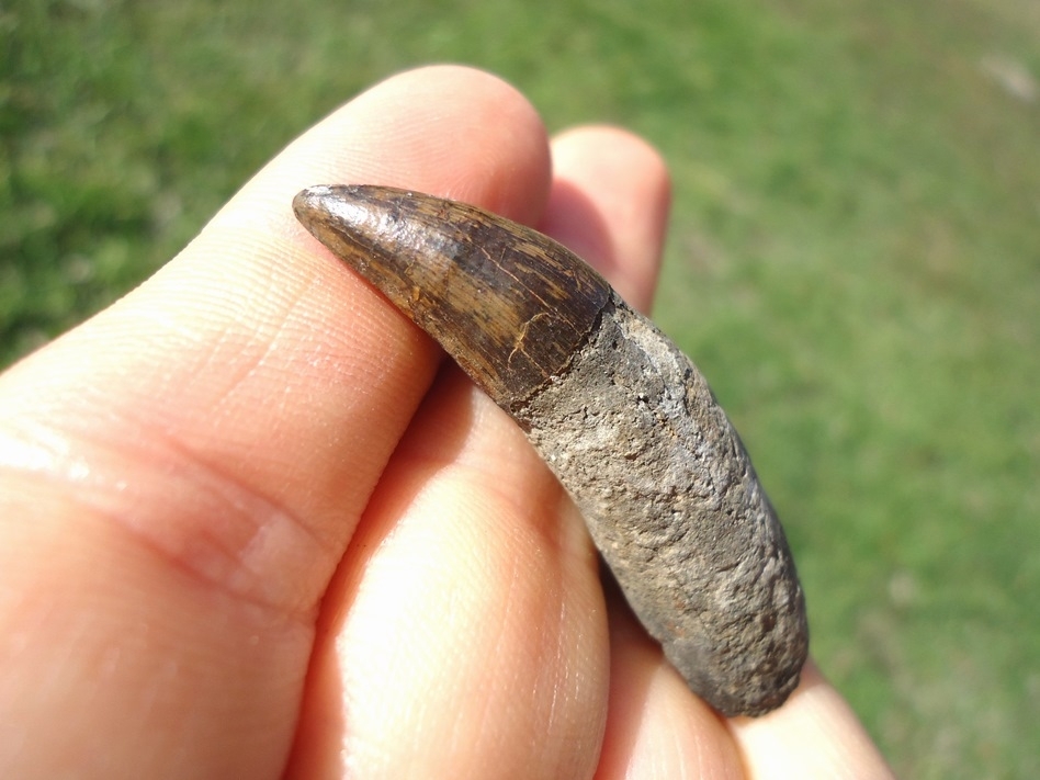Large image 3 Excellent Fully Rooted Alligator Tooth