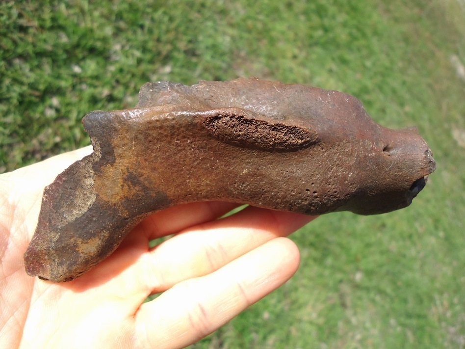 Large image 2 Excellent Capybara Mandible with One Tooth Intact