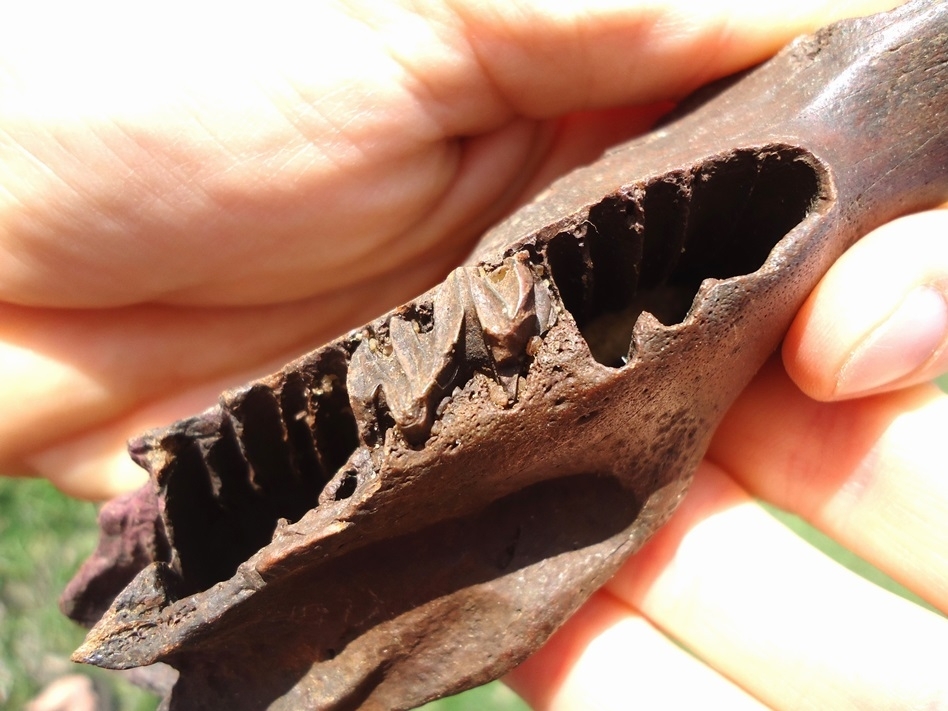 Large image 3 Excellent Capybara Mandible with One Tooth Intact