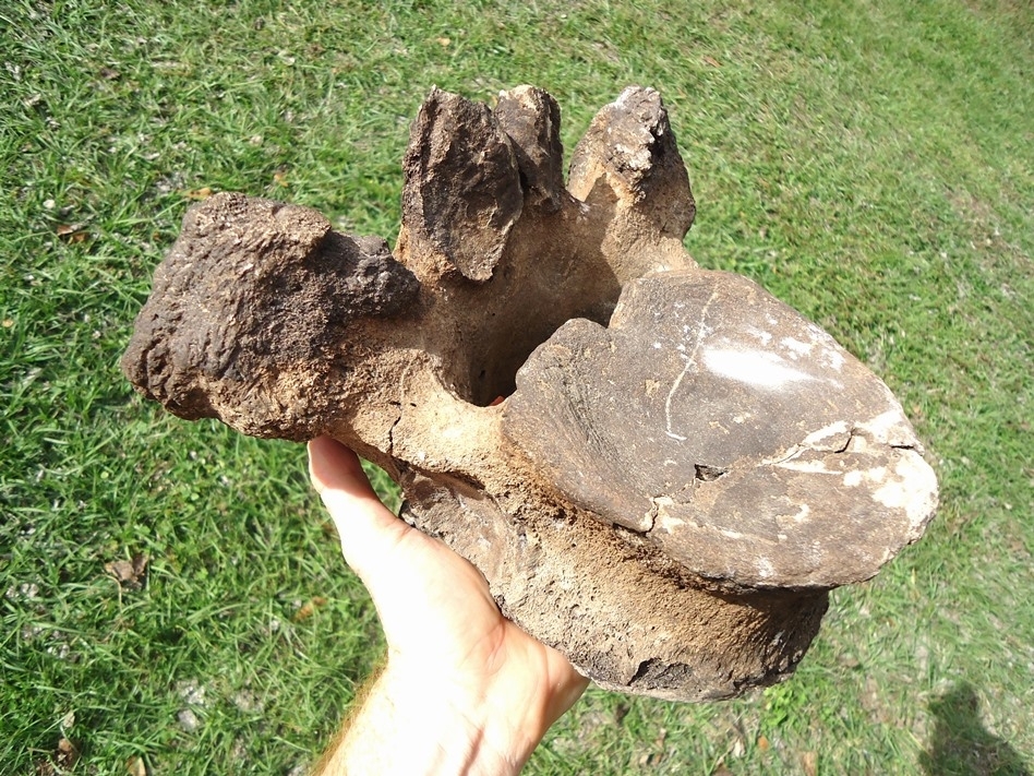 Large image 1 High Quality Mastodon Thoracic Vertebra