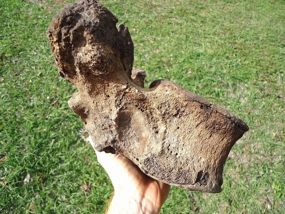 Large image 3 High Quality Mastodon Thoracic Vertebra