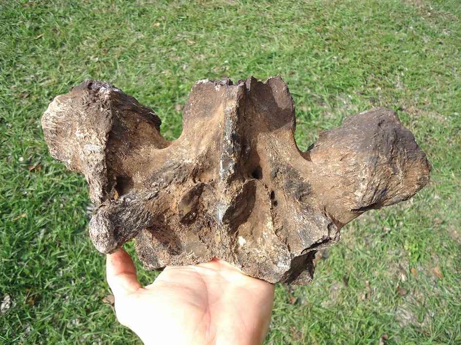 Large image 4 High Quality Mastodon Thoracic Vertebra