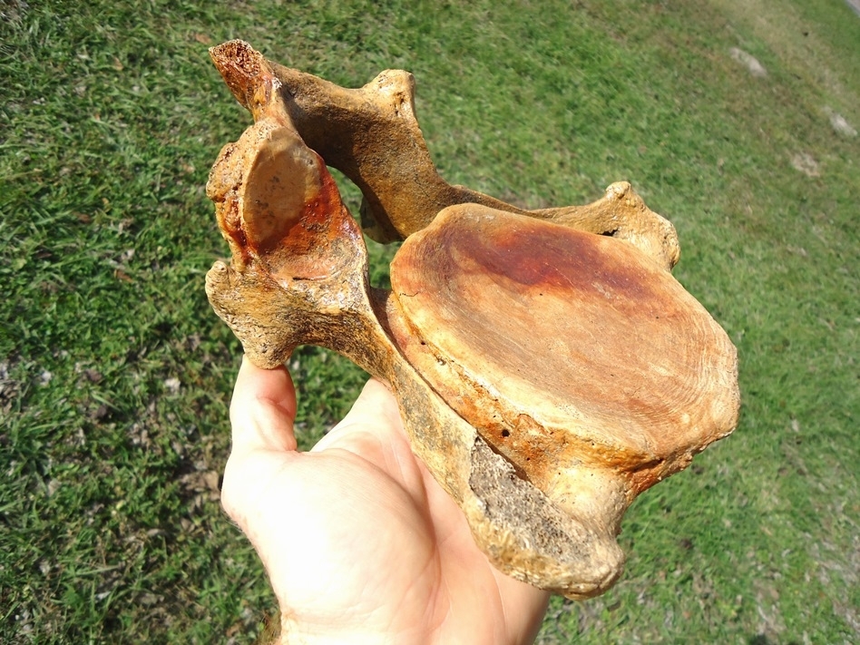 Large image 3 Museum Quality Mastodon Cervical Vertebra