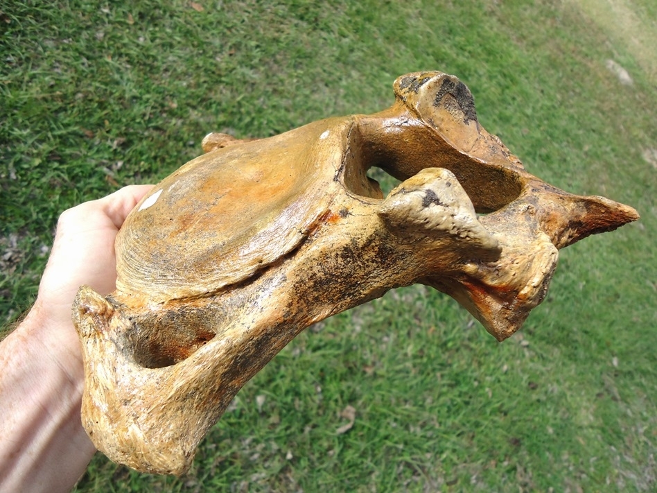 Large image 4 Museum Quality Mastodon Cervical Vertebra