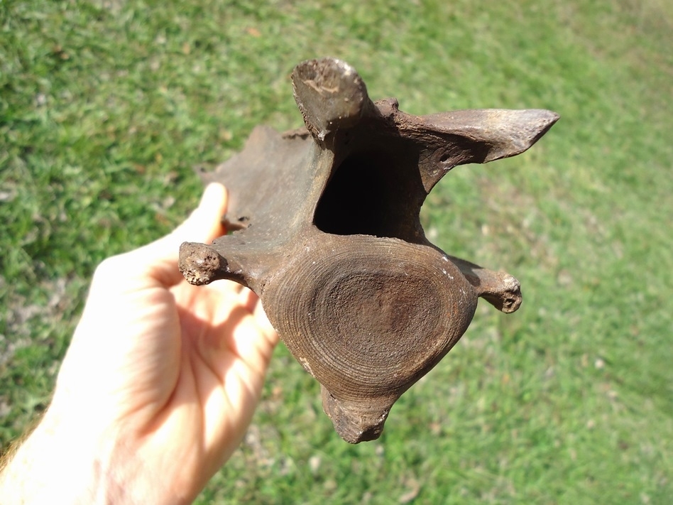 Large image 3 Exceptional Camelid Cervical Vertebra