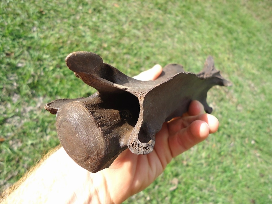 Large image 4 Exceptional Camelid Cervical Vertebra