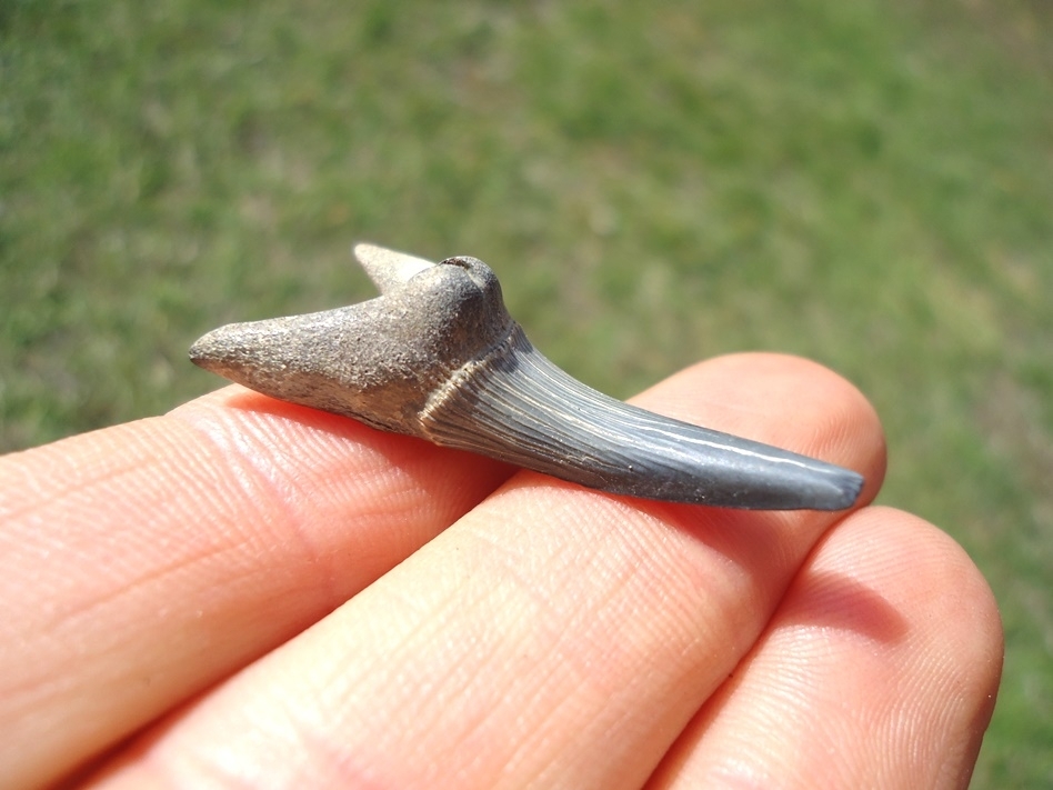 Large image 1 Rare Cretaceous Goblin Shark Tooth