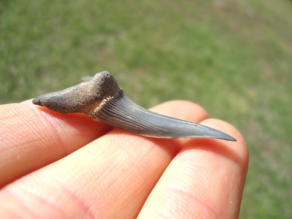 Large image 1 Rare Cretaceous Goblin Shark Tooth